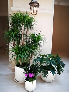 寻觅海曙花卉租摆方案，邂逅花卉美好时光