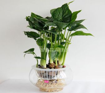 速看！宁波余姚花木出租价格大揭秘！